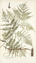 Pteris caudata - Nikolaus Joseph Freiherr von Jacquin — näkymä teoksesta