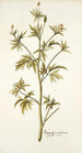 Ranunculus canadensis - Nikolaus Joseph Freiherr von Jacquin — näkymä teoksesta