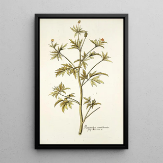 Nikolaus Joseph Freiherr von Jacquin - Ranunculus canadensis.webp