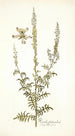 Reseda fruticolosa - Nikolaus Joseph Freiherr von Jacquin — näkymä teoksesta