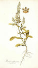 Reseda mediterranea - Nikolaus Joseph Freiherr von Jacquin — näkymä teoksesta