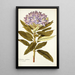Rhododendron ponticum - Nikolaus Joseph Freiherr von Jacquin — kehystetty taideteos seinällä