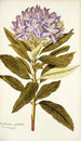 Rhododendron ponticum - Nikolaus Joseph Freiherr von Jacquin — näkymä teoksesta