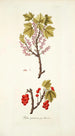 Ribes petraeum - Nikolaus Joseph Freiherr von Jacquin — näkymä teoksesta