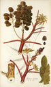 Ricinus inermis - Nikolaus Joseph Freiherr von Jacquin — näkymä teoksesta