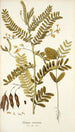 Robinia vesicaria - Nikolaus Joseph Freiherr von Jacquin — näkymä teoksesta