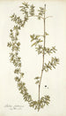 Rubia fruticosa - Nikolaus Joseph Freiherr von Jacquin — näkymä teoksesta