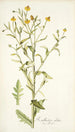 Rudbeckia alata - Nikolaus Joseph Freiherr von Jacquin — näkymä teoksesta