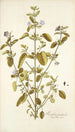 Ruellia patula - Nikolaus Joseph Freiherr von Jacquin — näkymä teoksesta