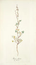 Rumex glaucus - Nikolaus Joseph Freiherr von Jacquin — näkymä teoksesta