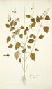 Salvia serotina - Nikolaus Joseph Freiherr von Jacquin — näkymä teoksesta