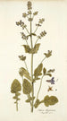 Salvia abyssinica - Nikolaus Joseph Freiherr von Jacquin — näkymä teoksesta