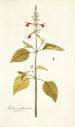 Salvia pseudococcinea - Nikolaus Joseph Freiherr von Jacquin — näkymä teoksesta
