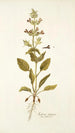 Salvia spinosa - Nikolaus Joseph Freiherr von Jacquin — näkymä teoksesta
