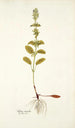 Salvia viridis - Nikolaus Joseph Freiherr von Jacquin — näkymä teoksesta