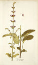 Salvia viscosa - Nikolaus Joseph Freiherr von Jacquin — näkymä teoksesta