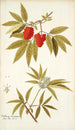 Sambucus racemosa - Nikolaus Joseph Freiherr von Jacquin — näkymä teoksesta