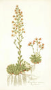 Saxifraga mutata - Nikolaus Joseph Freiherr von Jacquin — näkymä teoksesta