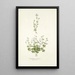 Saxifraga petaea - Nikolaus Joseph Freiherr von Jacquin — kehystetty taideteos seinällä