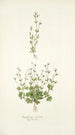 Saxifraga petaea - Nikolaus Joseph Freiherr von Jacquin — näkymä teoksesta