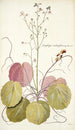 Saxifraga stolonifera - Nikolaus Joseph Freiherr von Jacquin — näkymä teoksesta