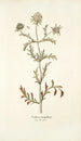 Scabiosa monspeliensis - Nikolaus Joseph Freiherr von Jacquin — näkymä teoksesta
