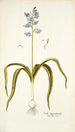 Scilla hyacinthoides - Nikolaus Joseph Freiherr von Jacquin — näkymä teoksesta