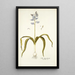 Scilla hyacinthoides - Nikolaus Joseph Freiherr von Jacquin — kehystetty taideteos seinällä