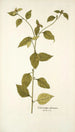 Sclerocarpus africanus - Nikolaus Joseph Freiherr von Jacquin — näkymä teoksesta