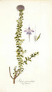 Selago fasciculata - Nikolaus Joseph Freiherr von Jacquin — näkymä teoksesta