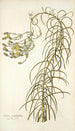 Senecio graminifolius - Nikolaus Joseph Freiherr von Jacquin — näkymä teoksesta