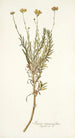Senecio rosmarinifolius - Nikolaus Joseph Freiherr von Jacquin — näkymä teoksesta
