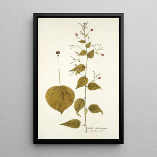 Nikolaus Joseph Freiherr von Jacquin - Sida atrosanguinea.webp