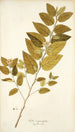 Sida carpinifolia - Nikolaus Joseph Freiherr von Jacquin — näkymä teoksesta