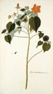 Sida mauritiana - Nikolaus Joseph Freiherr von Jacquin — näkymä teoksesta