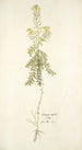 Sinapis millefolia - Nikolaus Joseph Freiherr von Jacquin — näkymä teoksesta