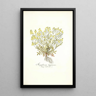 Nikolaus Joseph Freiherr von Jacquin - Sisymbrium lippizense.webp