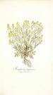 Sisymbrium lippizense - Nikolaus Joseph Freiherr von Jacquin — näkymä teoksesta