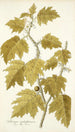 Solanum aculeatissimum - Nikolaus Joseph Freiherr von Jacquin — näkymä teoksesta