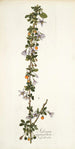 Solanum aggregatum - Nikolaus Joseph Freiherr von Jacquin — näkymä teoksesta