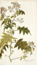 Solanum carolinense - Nikolaus Joseph Freiherr von Jacquin — näkymä teoksesta