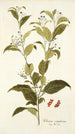 Solanum corymbosum - Nikolaus Joseph Freiherr von Jacquin — näkymä teoksesta