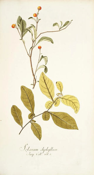 Nikolaus Joseph Freiherr von Jacquin - Solanum diphyllum.webp