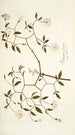 Solanum fugax - Nikolaus Joseph Freiherr von Jacquin — näkymä teoksesta