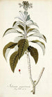 Solanum giganteum - Nikolaus Joseph Freiherr von Jacquin — näkymä teoksesta