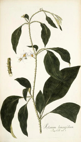 Nikolaus Joseph Freiherr von Jacquin - Solanum lanceaefolium.webp