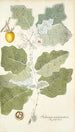 Solanum marginatum - Nikolaus Joseph Freiherr von Jacquin — näkymä teoksesta