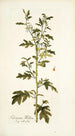 Solanum milleri - Nikolaus Joseph Freiherr von Jacquin — näkymä teoksesta