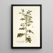 Solanum milleri - Nikolaus Joseph Freiherr von Jacquin — kehystetty taideteos seinällä