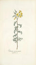 Solanum peruvianum - Nikolaus Joseph Freiherr von Jacquin — näkymä teoksesta